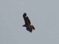 Buteo jamaicensis