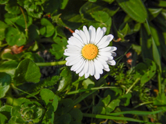 Bellis perennis
