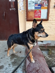 Canis familiaris