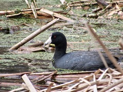 Fulica americana