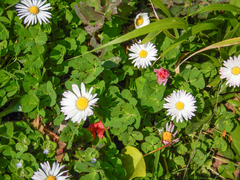 Bellis perennis