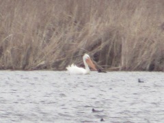 Pelecanus erythrorhynchos