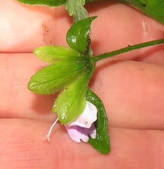 Justiciinae