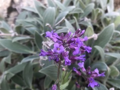 Boechera breweri