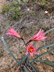 Amaryllidaceae