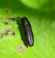 Agrilinae