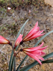 Amaryllidaceae