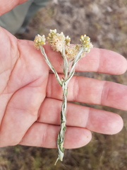 Pseudognaphalium undulatum