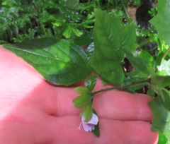 Justiciinae