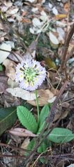 Primula denticulata