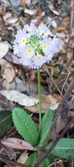 Primula denticulata