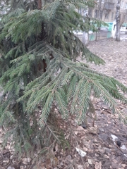 Picea abies