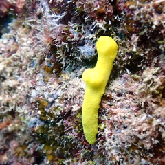 Notodoris citrina