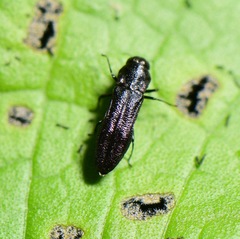 Agrilinae