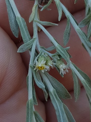 Gnaphalium declinatum