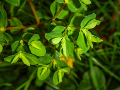 Euphorbia peplus