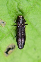 Agrilinae