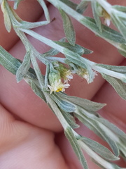 Gnaphalium declinatum