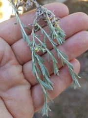 Gnaphalium declinatum