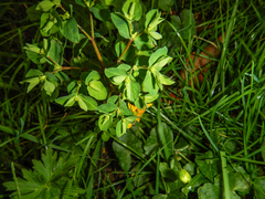 Euphorbia peplus