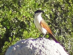 Centropus senegalensis