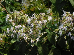 Clerodendrum infortunatum