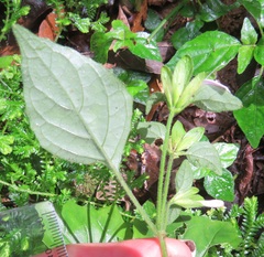 Justiciinae