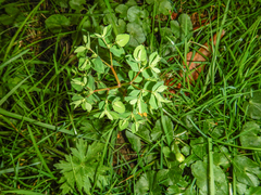Euphorbia peplus