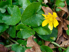 Ficaria verna