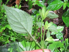 Justiciinae