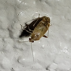 Hamatophylus guttulosus