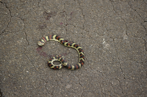 Ringed Hognose Snake