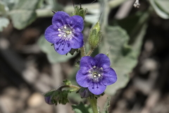 Phacelia viscida