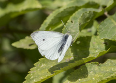 Pieris rapae
