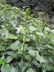Justiciinae
