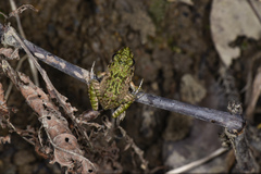 Fejervarya multistriata