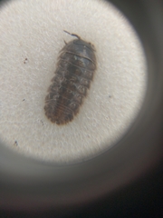 Armadillidium vulgare