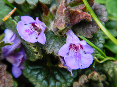 Glechoma hederacea
