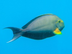 Acanthurus xanthopterus