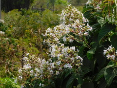 Clerodendrum infortunatum