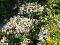 Clerodendrum infortunatum
