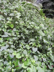 Justiciinae