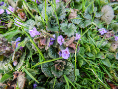 Glechoma hederacea