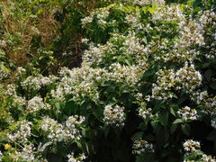 Clerodendrum infortunatum