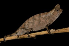 Brookesia superciliaris