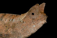 Brookesia superciliaris