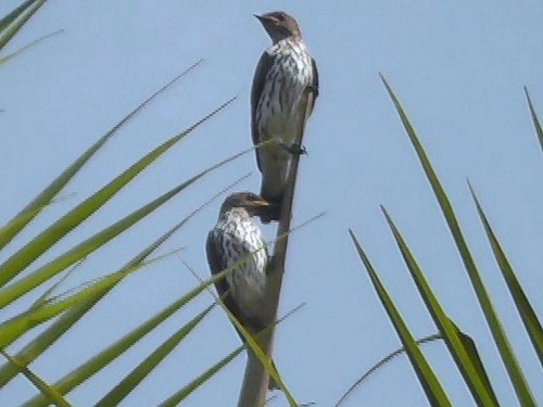 Violet-backed Starling