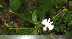 Impatiens hochstetteri