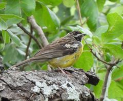Emberiza cabanisi