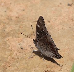 Charaxes guderiana guderiana